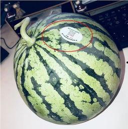 以前的网红吃瓜,揭秘网红吃瓜背后的真相与内幕